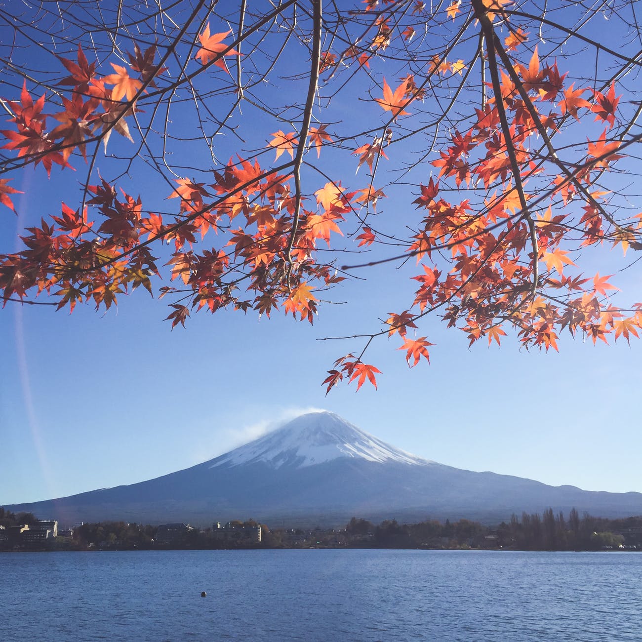 momiji scenic view of mount fuji